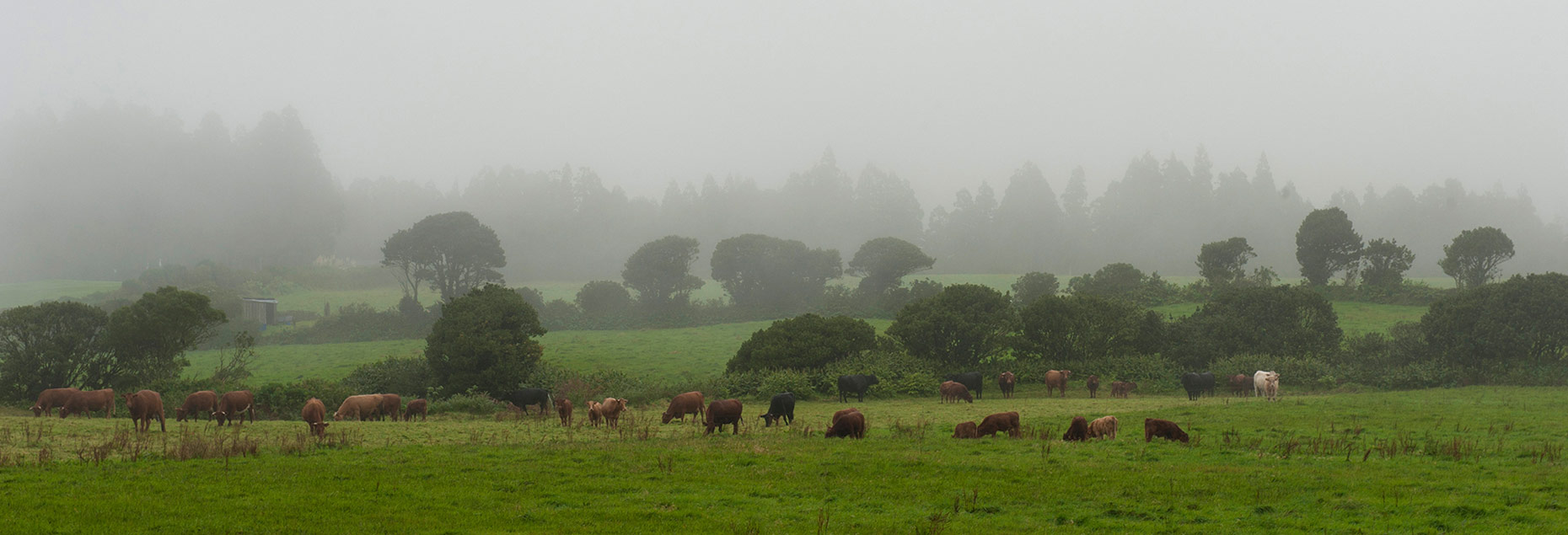 Azores Countryside